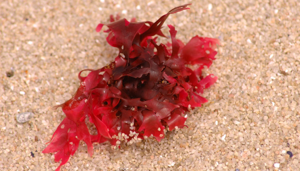 Red Seaweed on the Sand