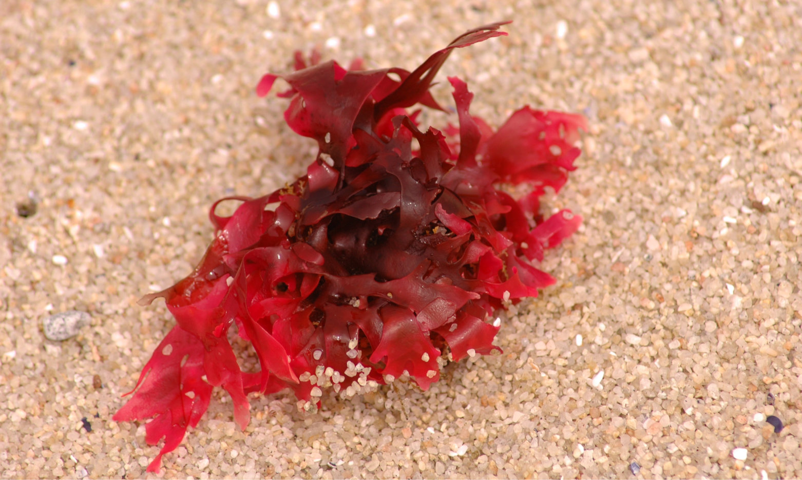 Red Seaweed on the Sand