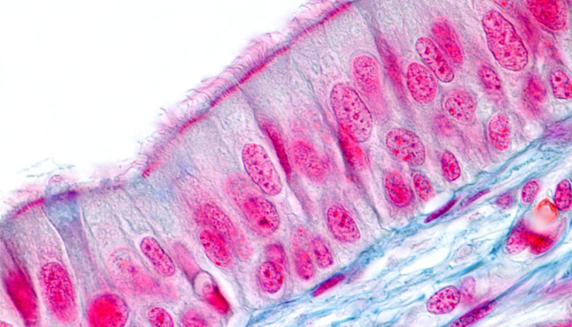 Respiratory epithelium