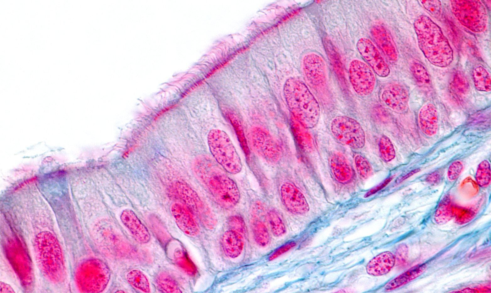 Respiratory epithelium